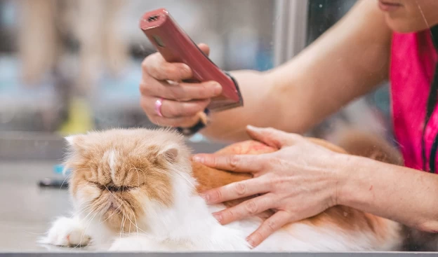 Стрижка і грумінг